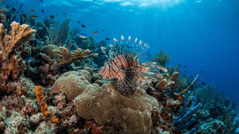 Peixe-leão avança pelo litoral da Bahia e chega a área protegida de Abrolhos